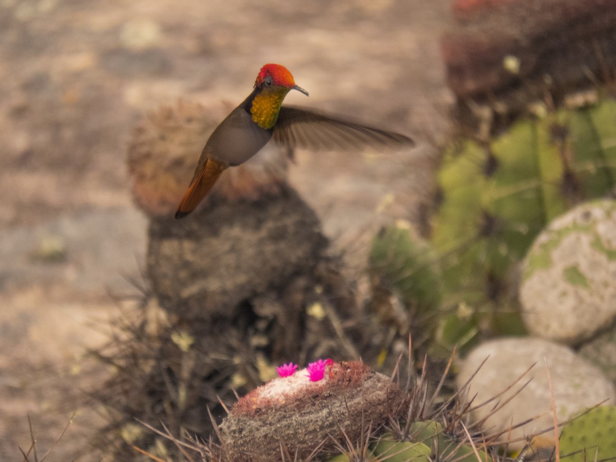 Ruby-topaz Hummingbird - ML265748311