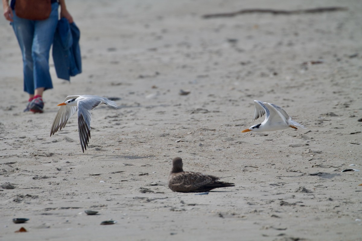 Royal Tern - ML265748371