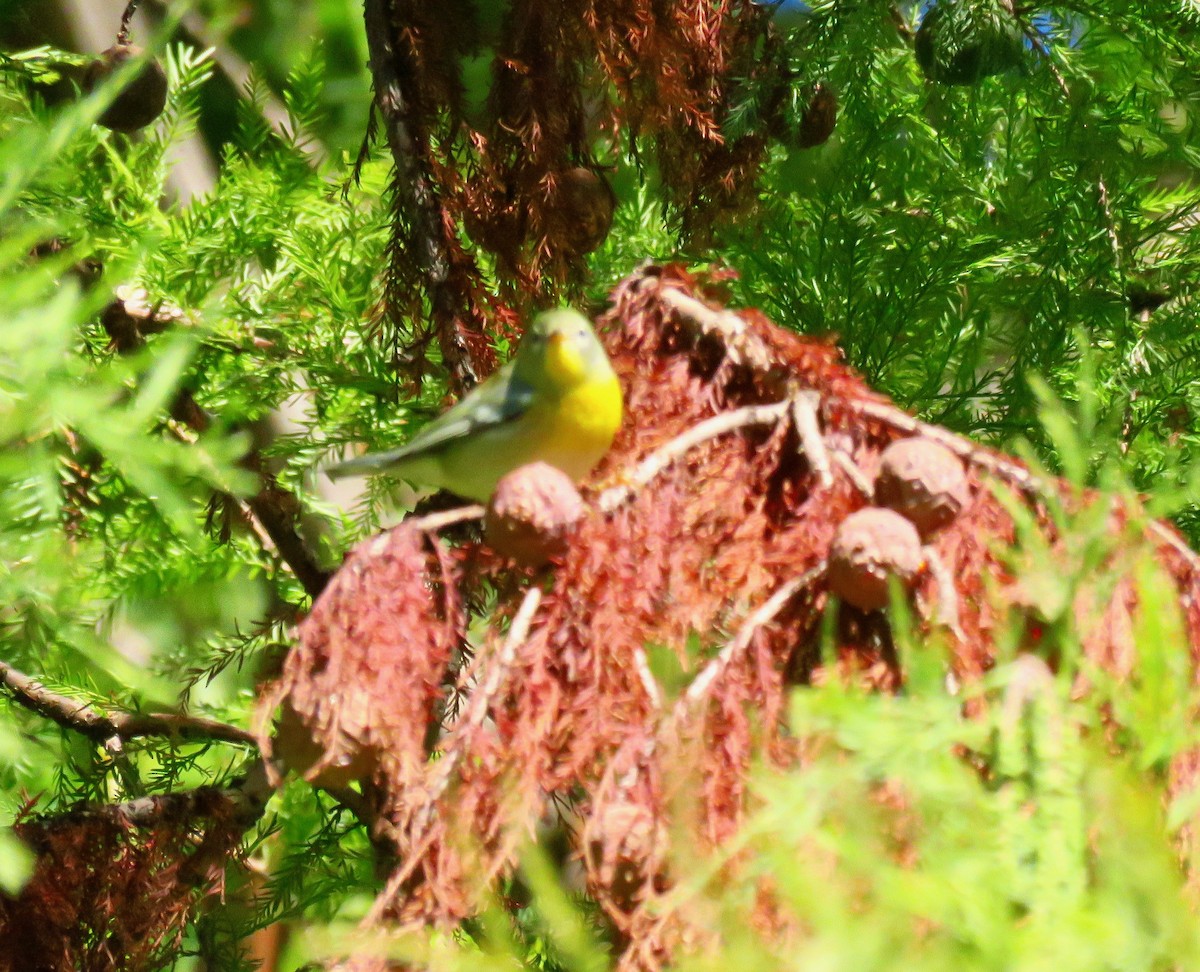 Northern Parula - ML265749281