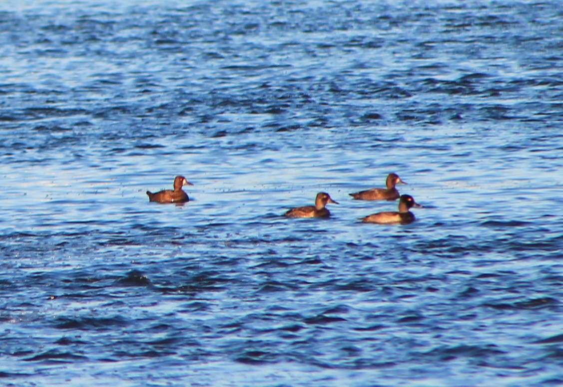 Lesser Scaup - Joseph Rocheteau