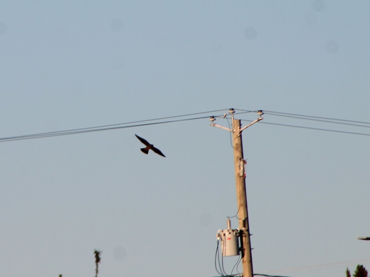 Halcón Peregrino - ML265751021