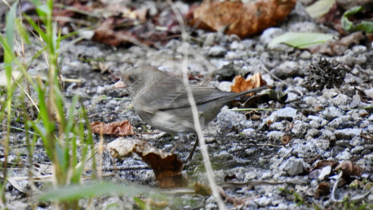 ユキヒメドリ（hyemalis／carolinensis） - ML265752951