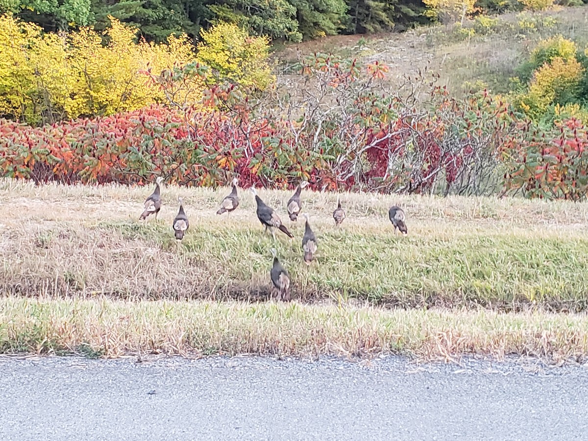 Wild Turkey - ML265754261