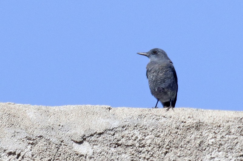 Blue Rock-Thrush - ML265755031