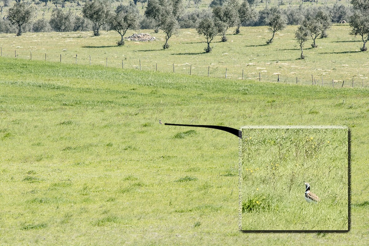 חובה קטנה - ML26575561