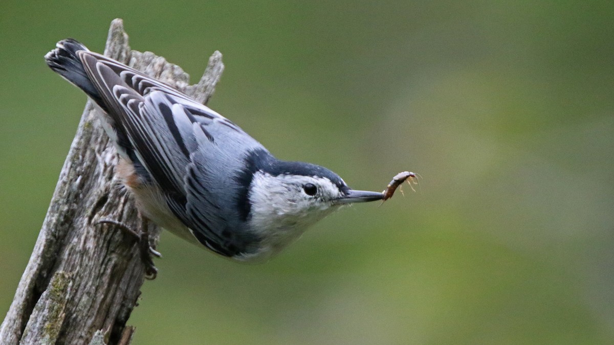 White-breasted Nuthatch - ML265755621