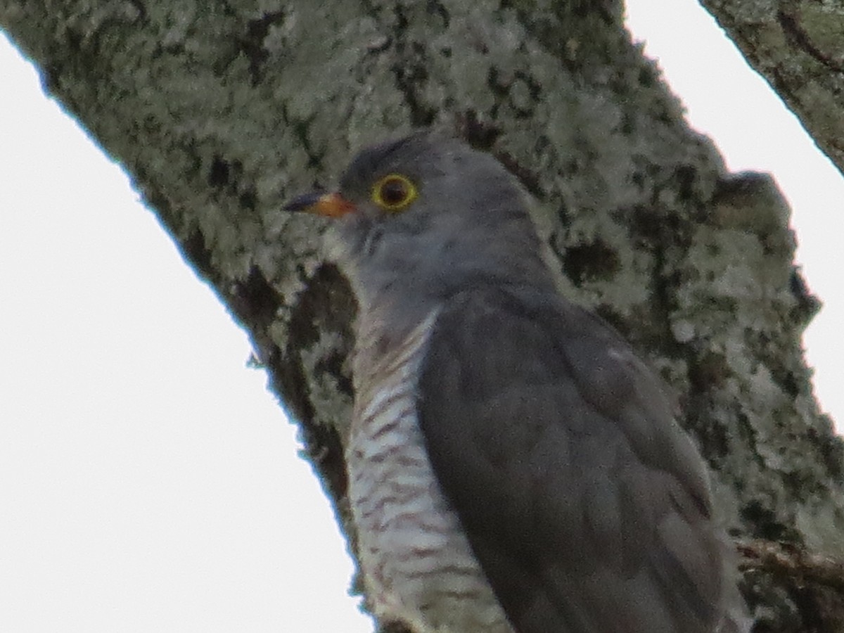 African Cuckoo - ML265756151