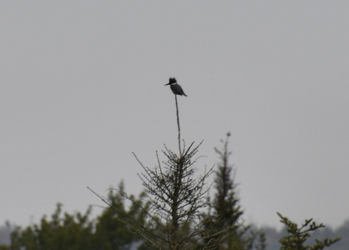 Belted Kingfisher - ML265758001