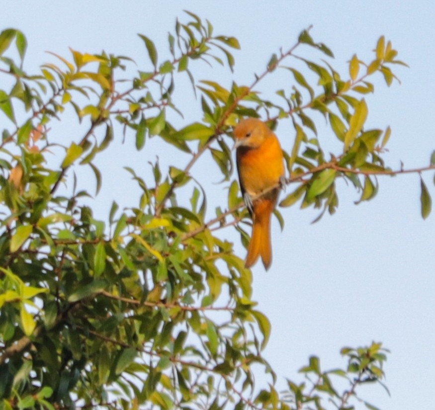 Baltimore Oriole - ML265760361