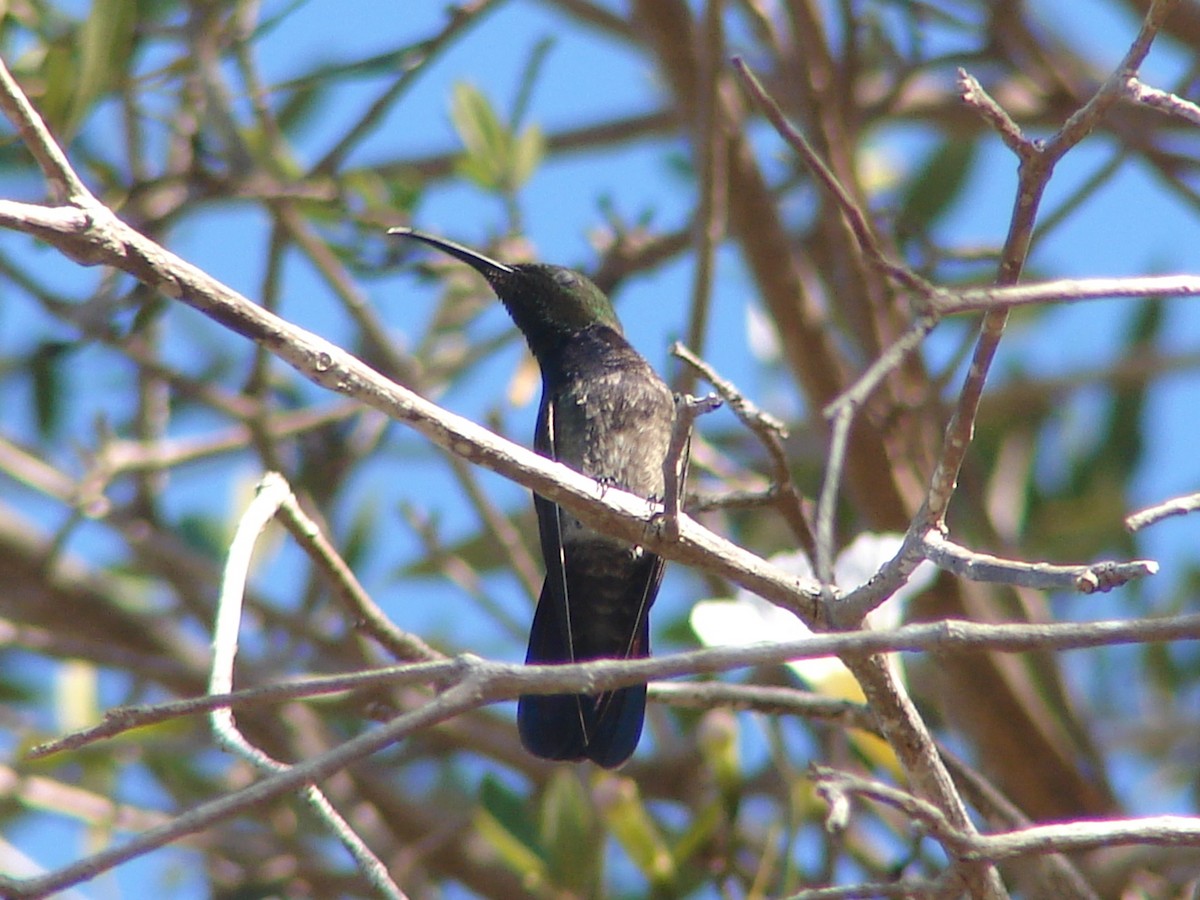 kolibřík tmavoprsý - ML265760781