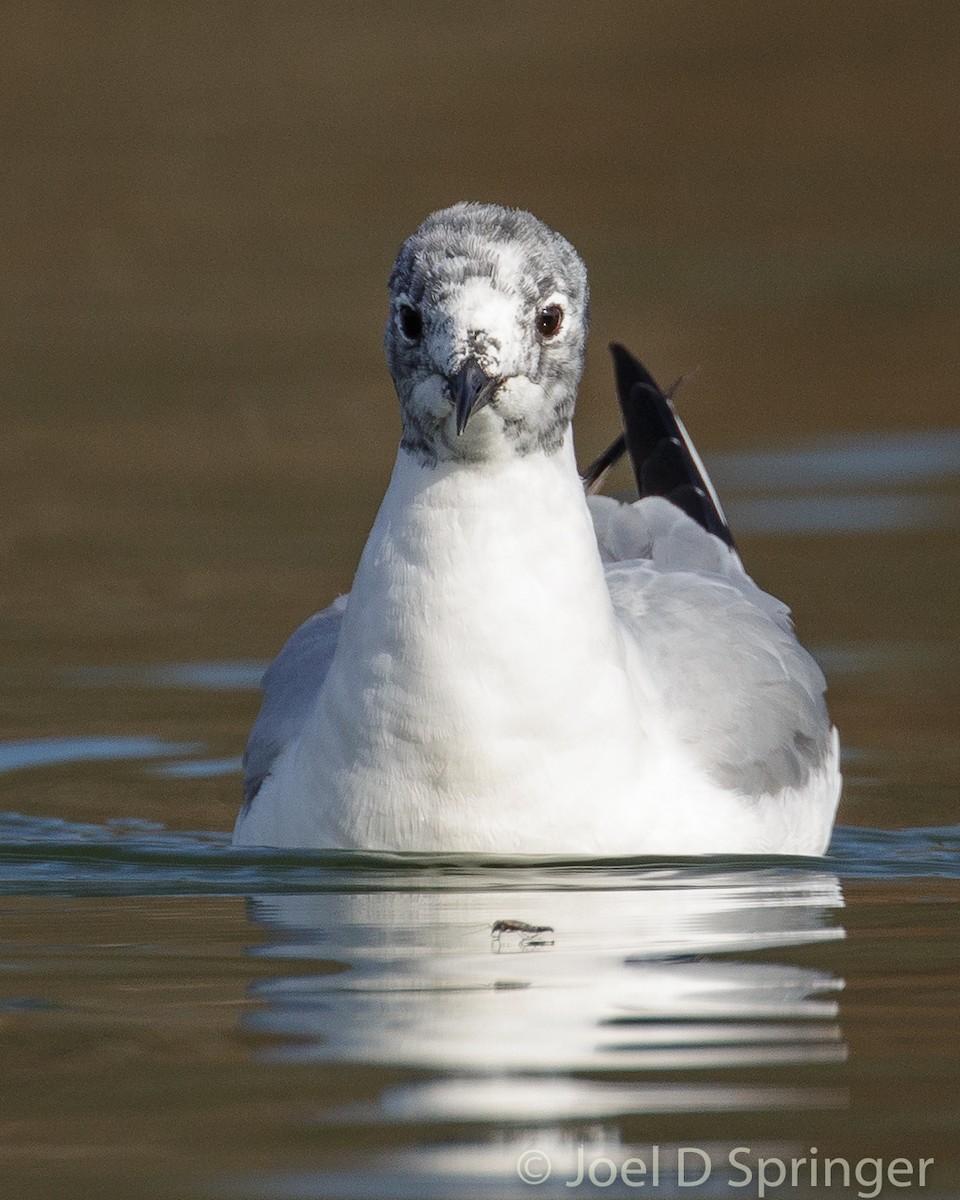 Bonaparte's Gull - ML265761071