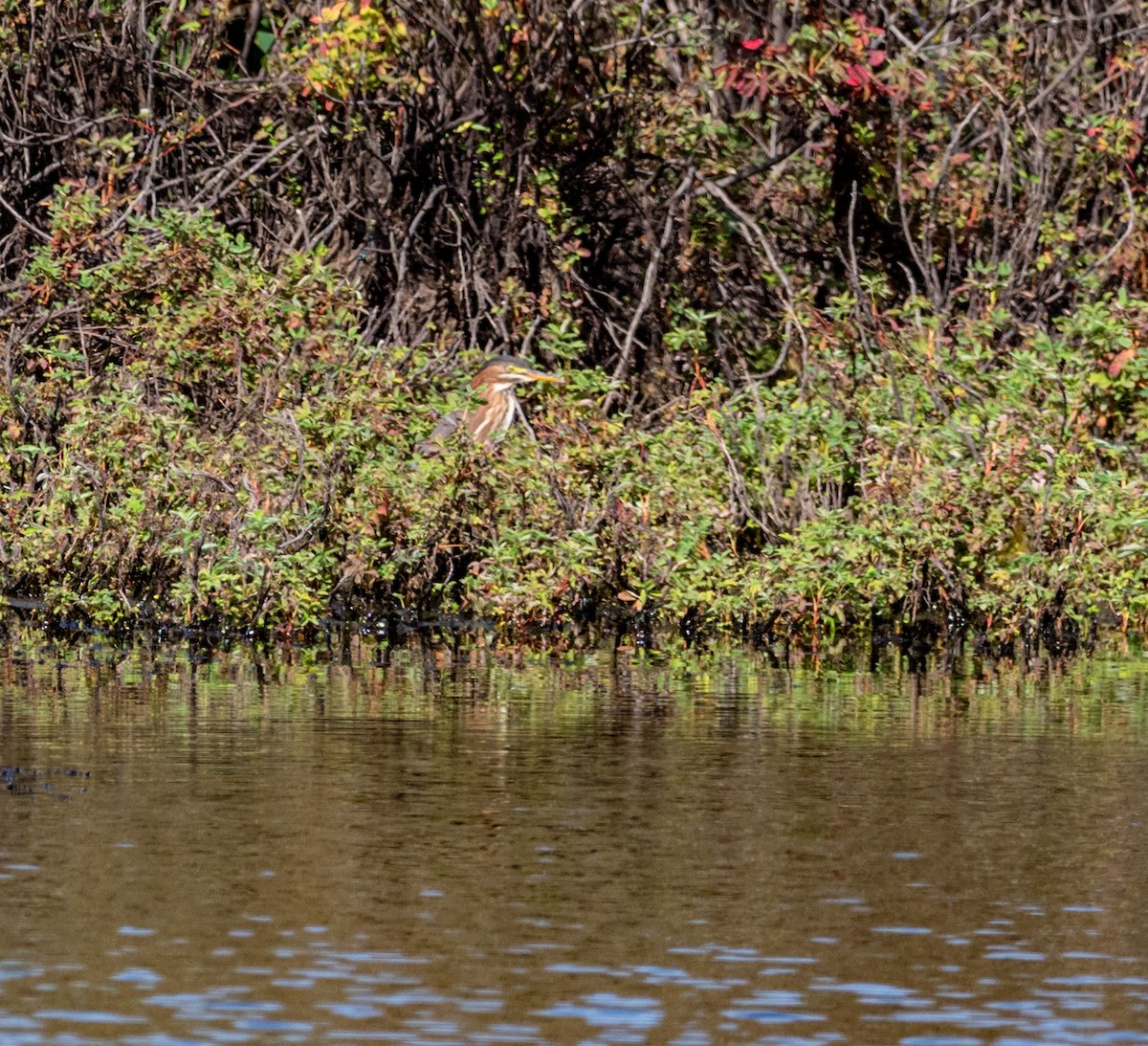 Green Heron - Gordon Hart