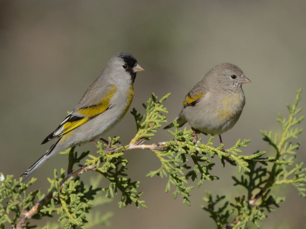 Lawrence's Goldfinch - ML265763251