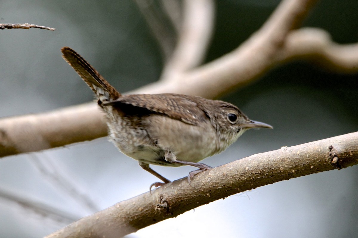 House Wren - ML265763701