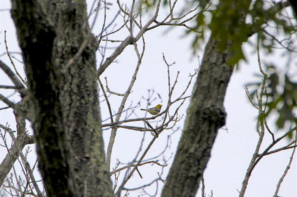 Grünmantel-Waldsänger - ML265764311