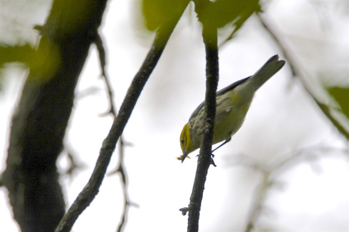 Black-throated Green Warbler - Vickie Baily