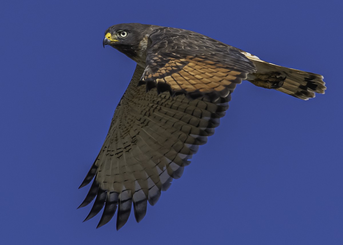 Roadside Hawk - ML265764831