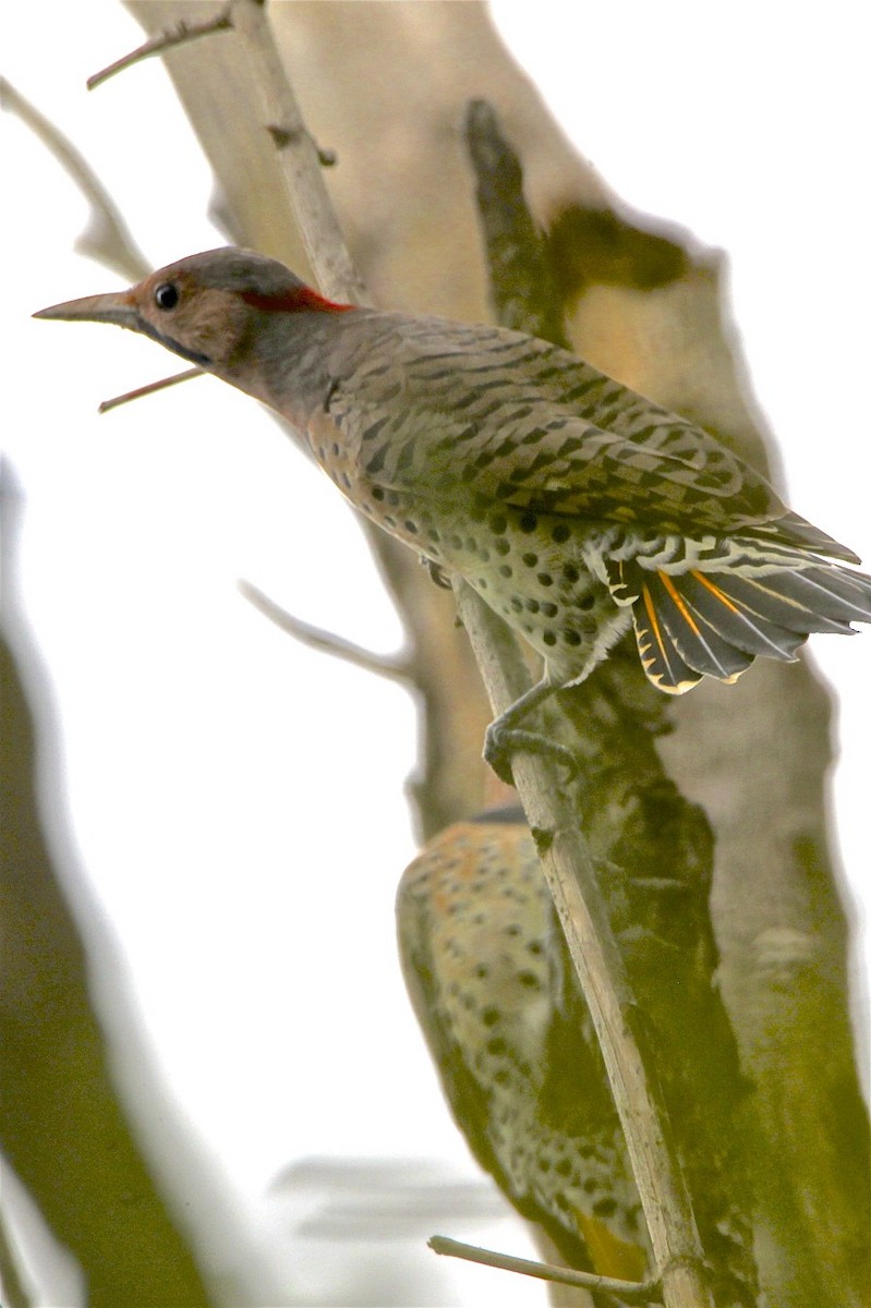 Northern Flicker - Vickie Baily