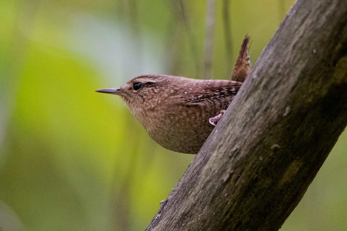 Winter Wren - ML265769801