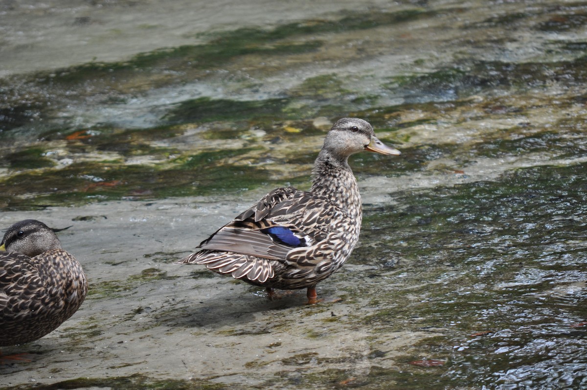 Canard colvert - ML26577141