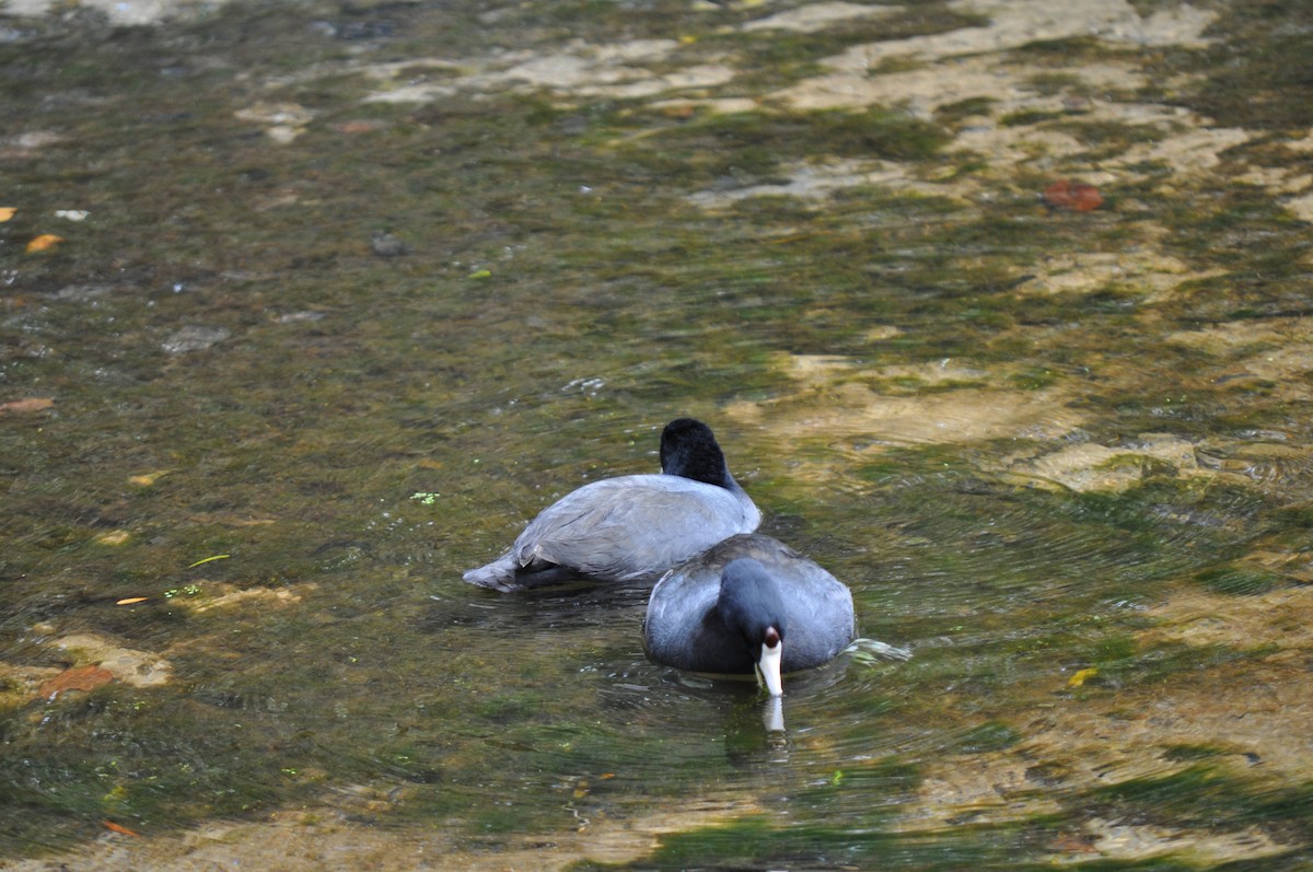 American Coot (Red-shielded) - Lindsay Wheeler