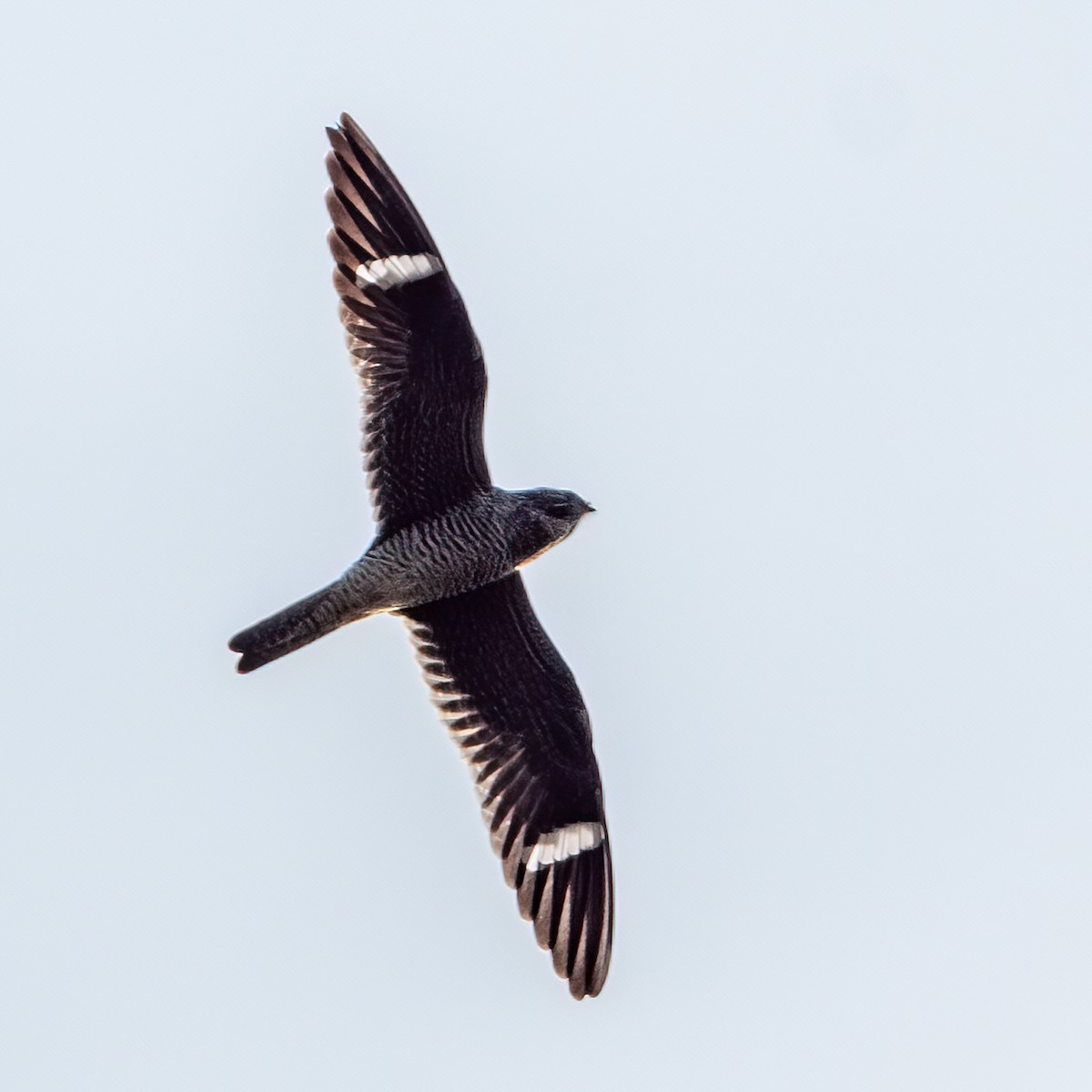 Common Nighthawk - Kevin  Fox