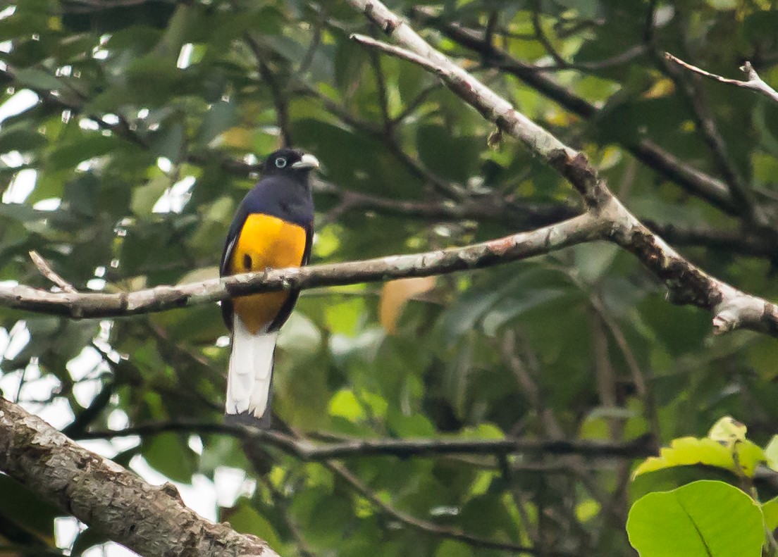 White-tailed Trogon - Carole Rose