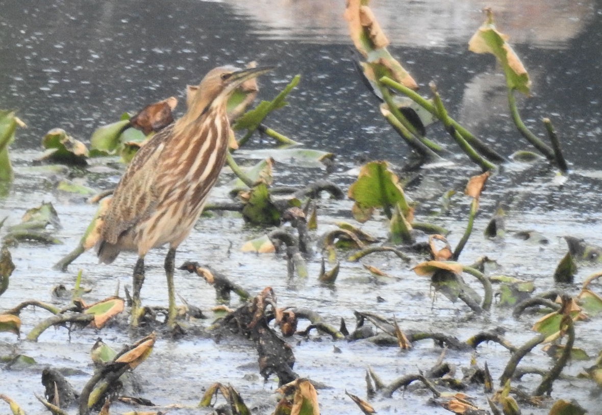 American Bittern - ML265780911