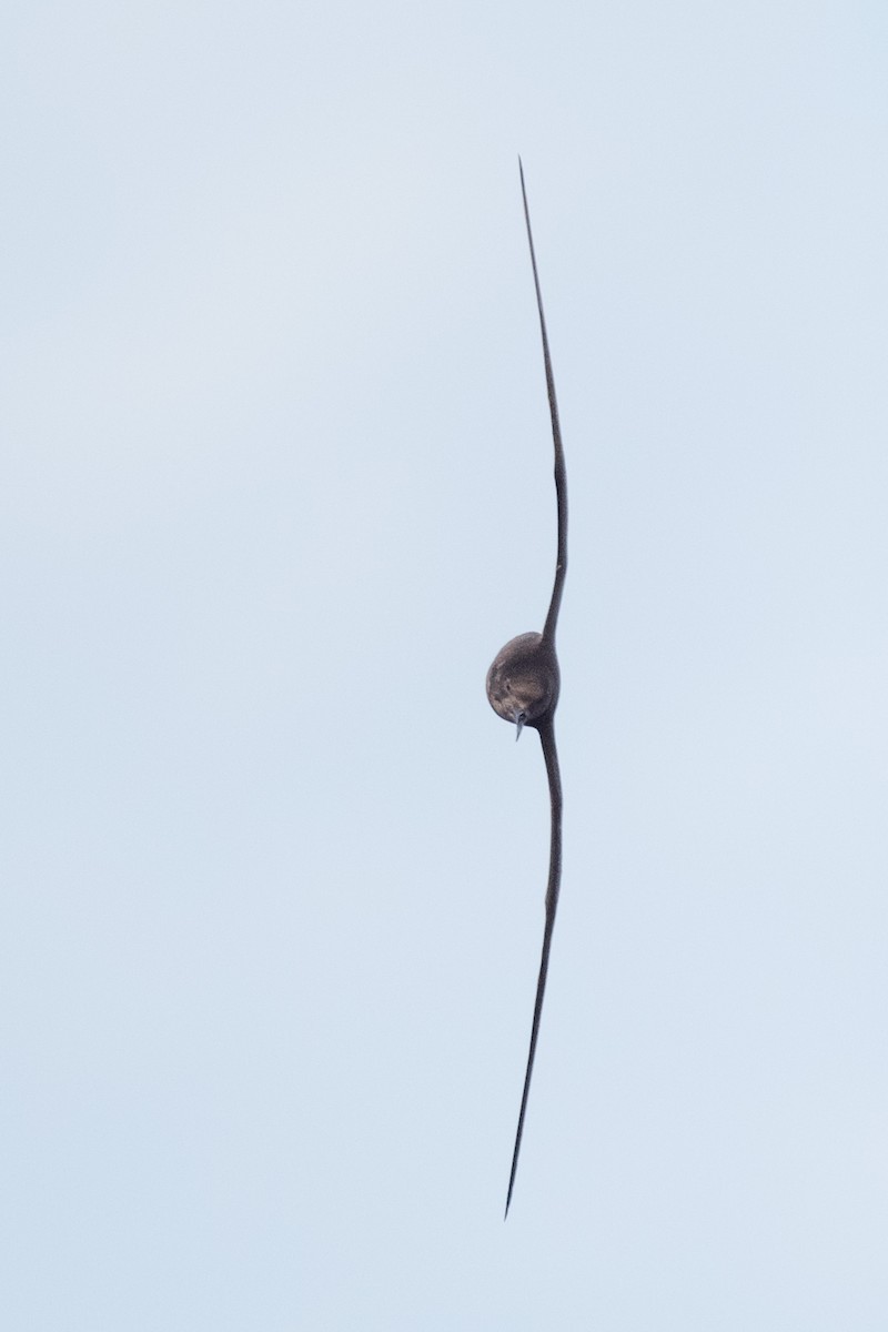 Bulwer's Petrel - Yann Muzika