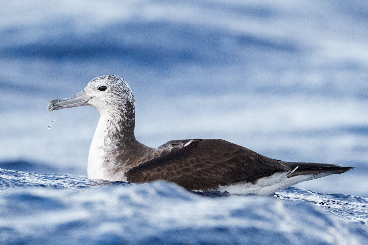 Streaked Shearwater - Yann Muzika