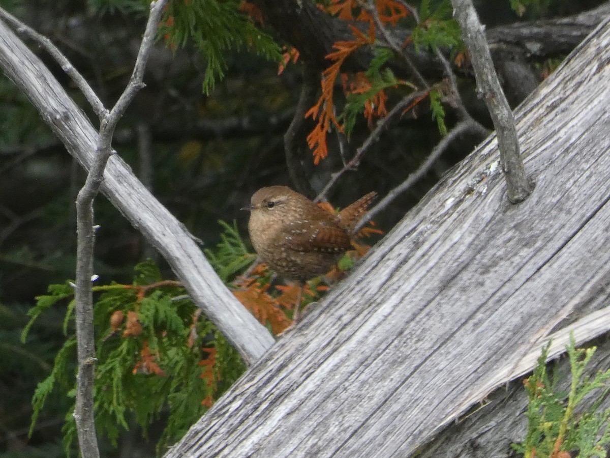 Winter Wren - ML265781941