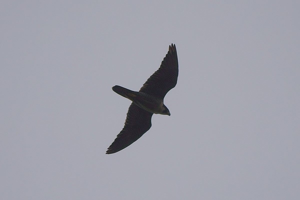 Peregrine Falcon - ML265783641