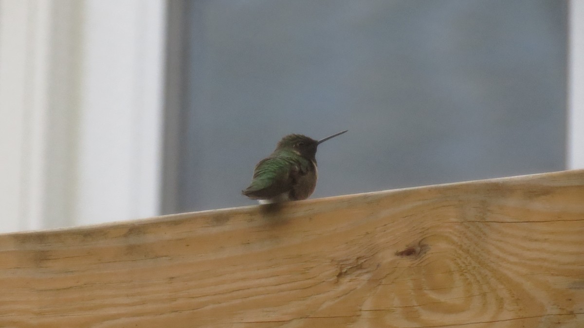 Ruby-throated Hummingbird - ML265785031