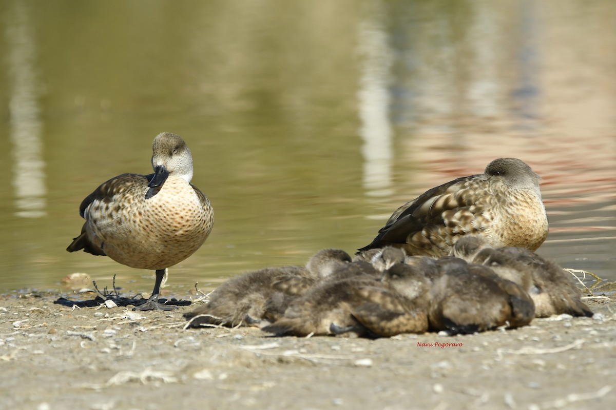 Crested Duck - ML265785491