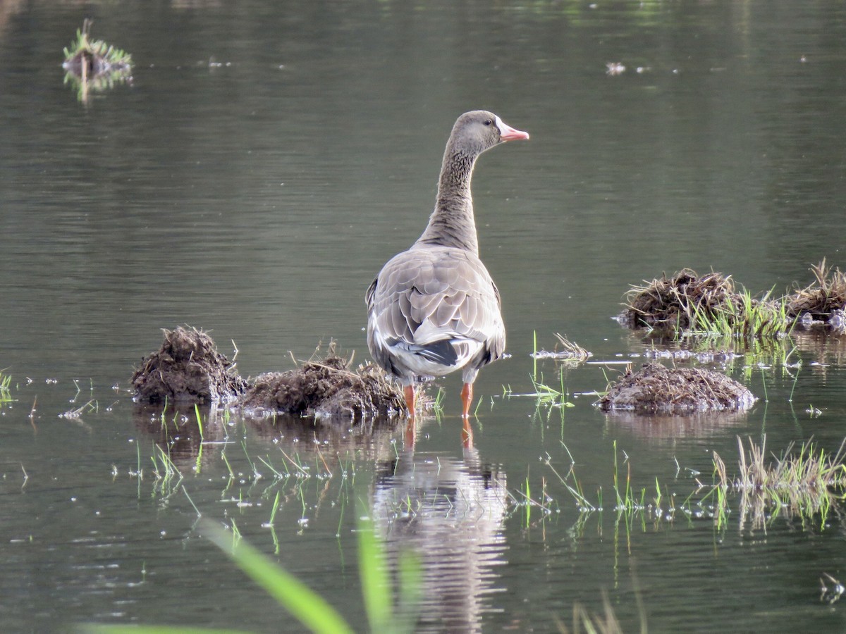 Greater White-fronted Goose - Jeffrey Bryant