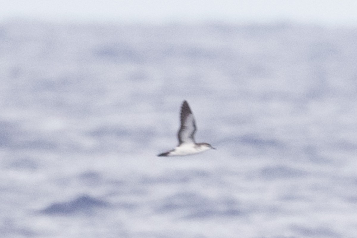 Bryan's Shearwater - ML265785741