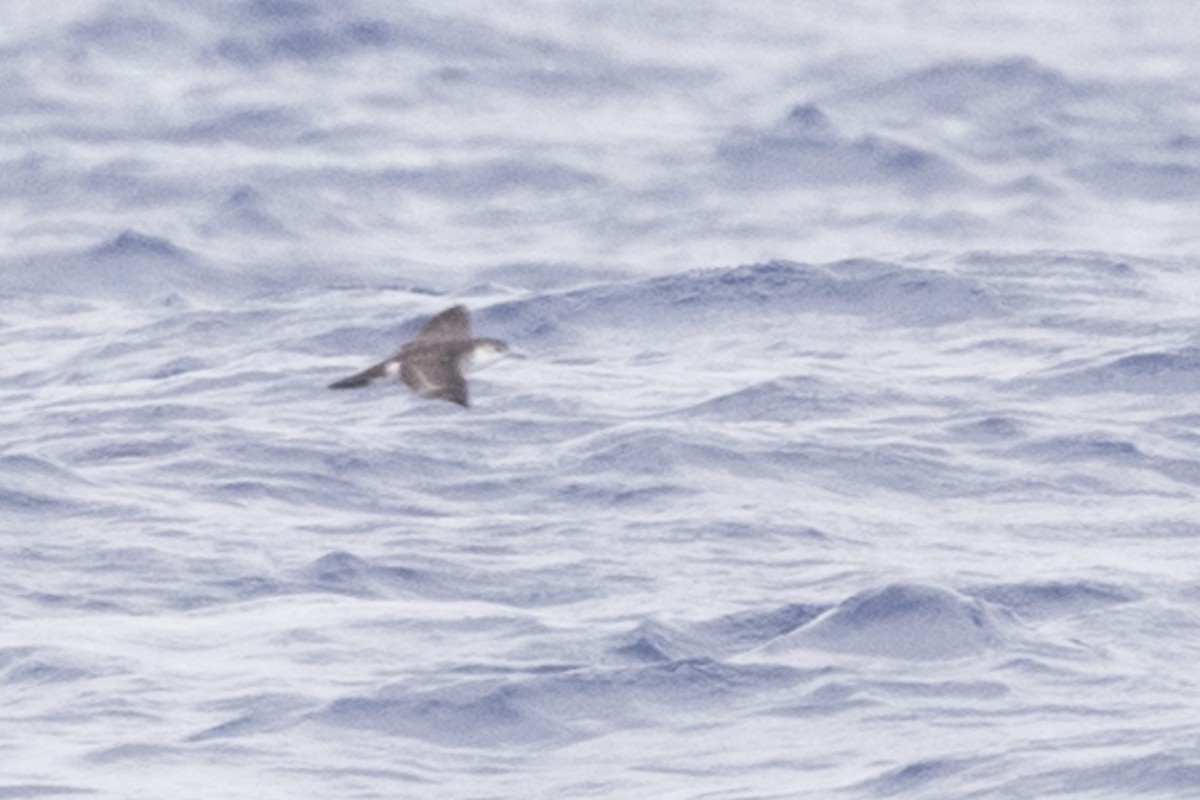 Bryan's Shearwater - ML265785751