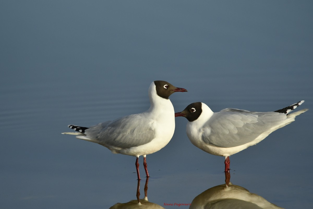 Brown-hooded Gull - ML265785821