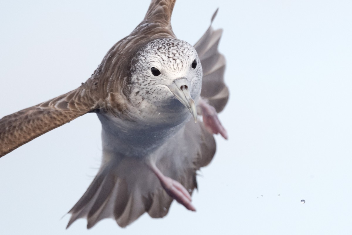 Streaked Shearwater - Yann Muzika