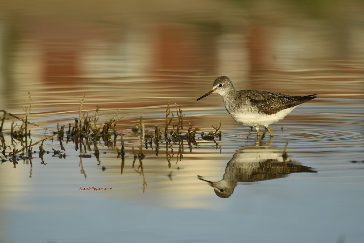 Lesser Yellowlegs - ML265786341