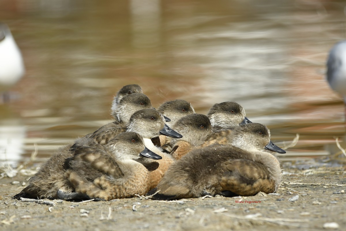 Crested Duck - ML265786531