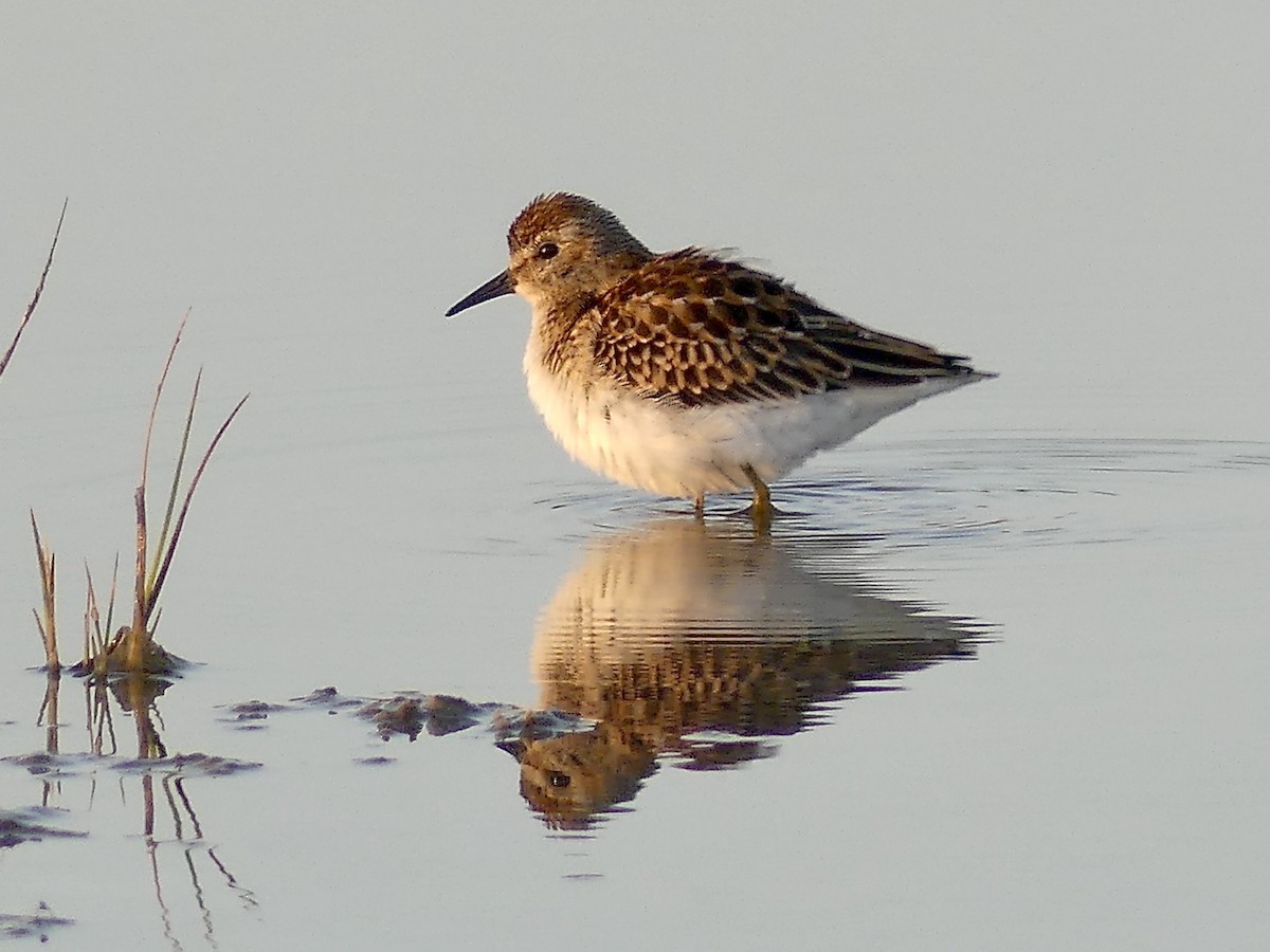 Least Sandpiper - ML265788331