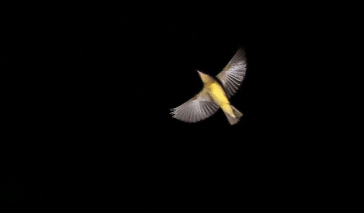 Connecticut Warbler - Ryan Zucker
