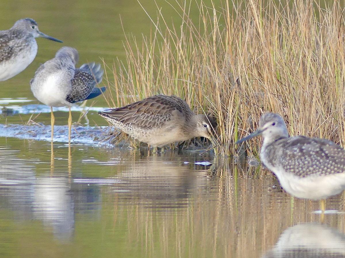Long-billed Dowitcher - ML265789641