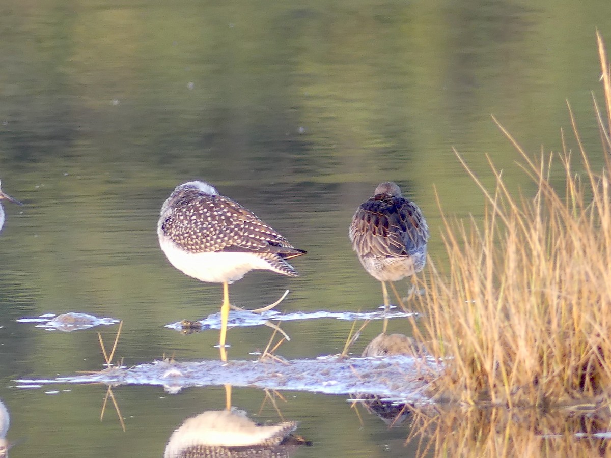 Long-billed Dowitcher - ML265789651