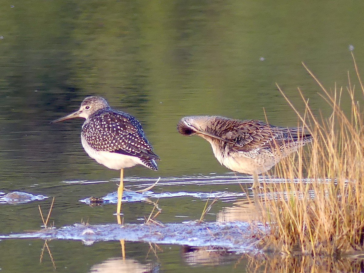 Long-billed Dowitcher - ML265789671