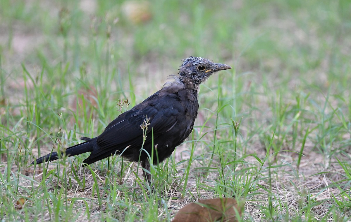 Chinese Blackbird - Ting-Wei (廷維) HUNG (洪)