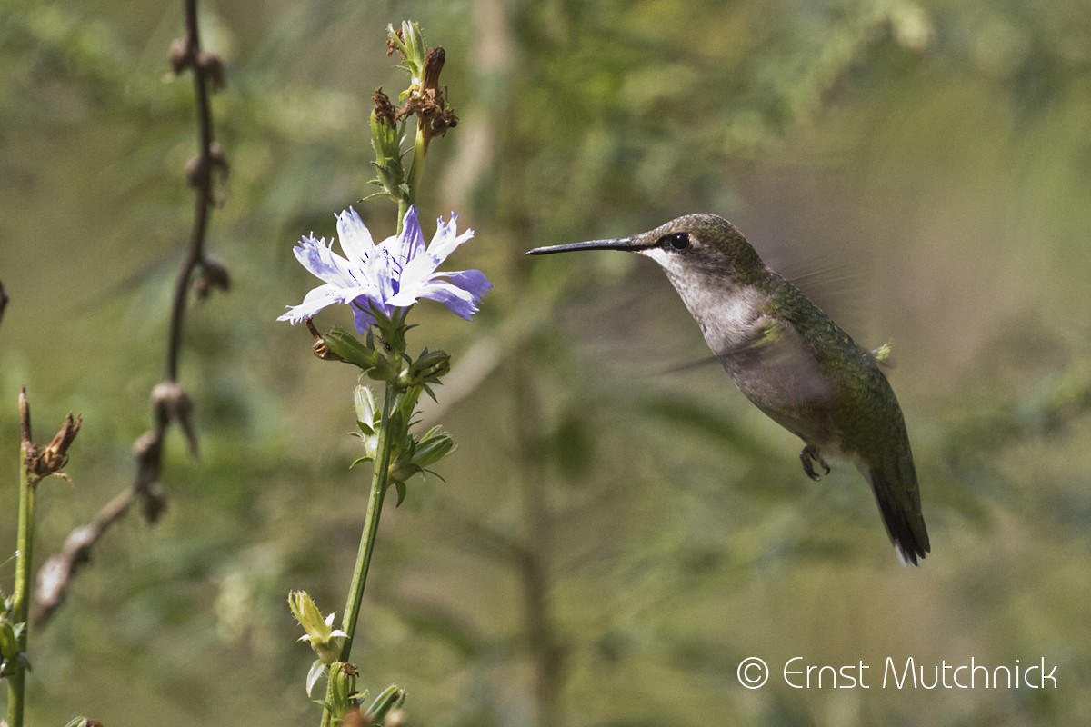 Ruby-throated Hummingbird - ML265791761