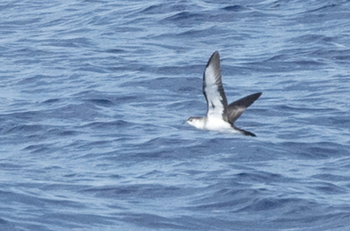 Bryan's Shearwater - ML265791961