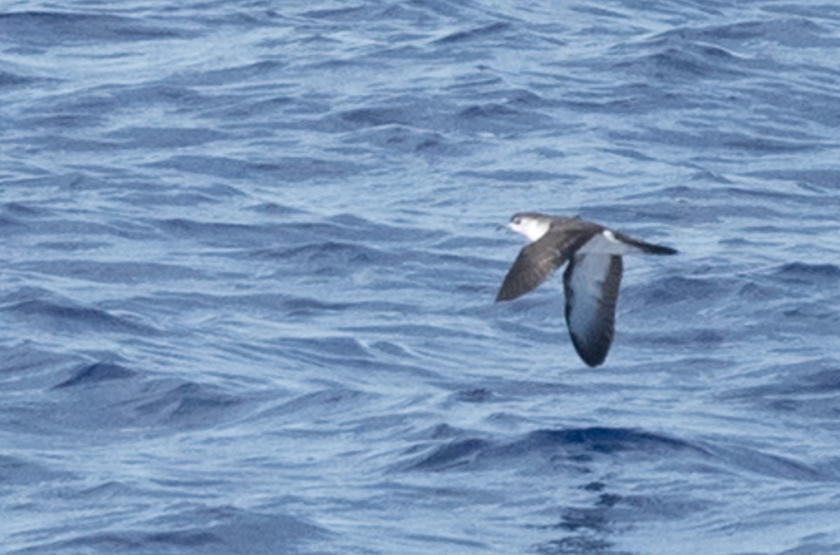 Bryan's Shearwater - ML265791981